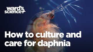 Caring and Culturing for Daphnia [upl. by Lemyt52]