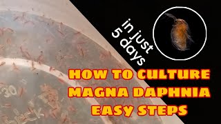 How to Culture Magna Daphnia Easily [upl. by Chilcote907]