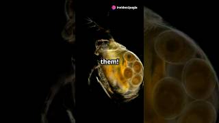 How to culture Daphnia for your Aquarium [upl. by Imtiaz]