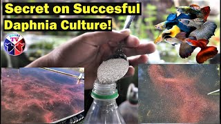 How to Culture Daphnia Successfully [upl. by Read]