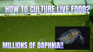 How to Culture Daphnia Secret Method to Breed MILLIONS  Simply Aquatic [upl. by Skilken445]