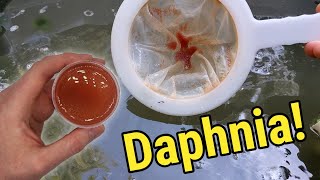 How I Culture Daphnia In Outdoor Tubs [upl. by Reiniar]