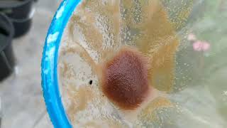 How to culture daphnia moina in a small container Part 1 English Subtitle [upl. by Zerdna837]