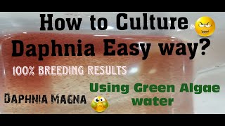 Daphnia MagnaHow to Culture Daphnia Easy wayCulturing Daphnia using Green water Daphnia [upl. by Treblihp98]