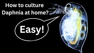 BEST Live Fish Food Beginner guide How to Culture Daphnia at home [upl. by Arlie432]