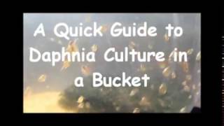 How to culture daphnia outside [upl. by Nitsirhc]