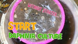 How to culture daphnia moina the easy way 1  Starting the Daphnia culture [upl. by Edak]