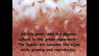 Daphnia  How to grow daphnia in your home [upl. by Arorua68]