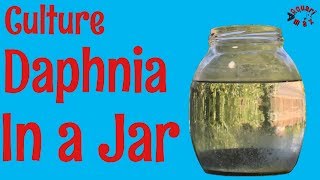 How to Culture Daphnia in a Jar [upl. by Adivad]