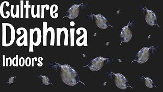 How to Culture Daphnia [upl. by Ociredef]