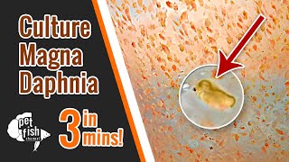 How to culture DAPHNIA MAGNA  The easy way [upl. by Tim]