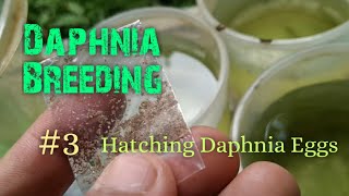 Daphnia Culture made simple and easy 3  Hatching Daphnia eggs [upl. by Ococ]