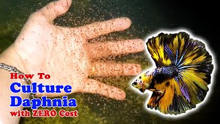 How to Culture Daphnia with ZERO Cost  Unlimited Live Food For Our Fish [upl. by Breena398]