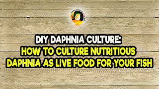 DIY Daphnia Culture How to Culture Nutritious Daphnia as Live Food for Your Fish [upl. by Aggappe]