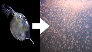 How I Culture Daphnia [upl. by Ashling]