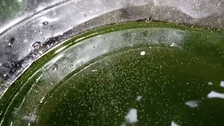 DAPHNIA MOINA CULTURE IN A SMALL BUCKET [upl. by Stockwell742]