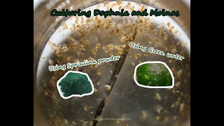 How To Culture Daphnia and Moinas using Green Water Spirulina powder [upl. by Rama172]