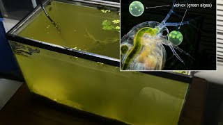 Raising Daphnia for the Freshwater Aquarium [upl. by Odlaw]