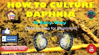 HOW TO CULTURE DAPHNIA In Easy Way [upl. by Ymac]